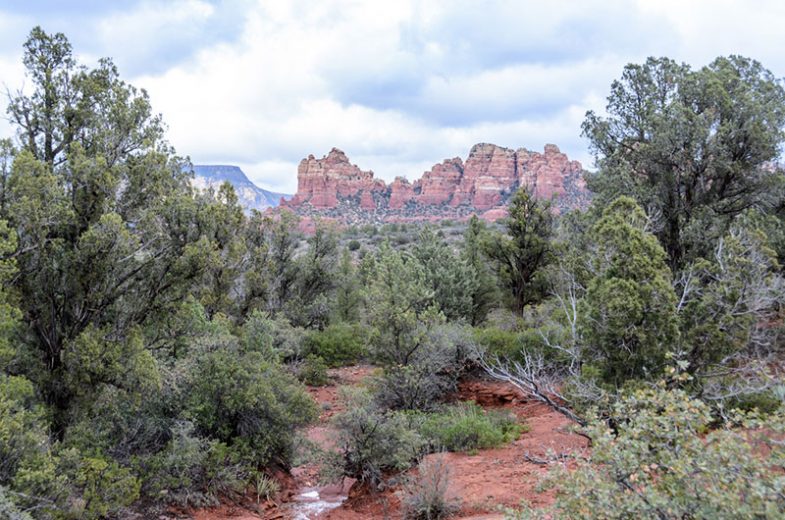 Scenic Landscape Coconino National Forest