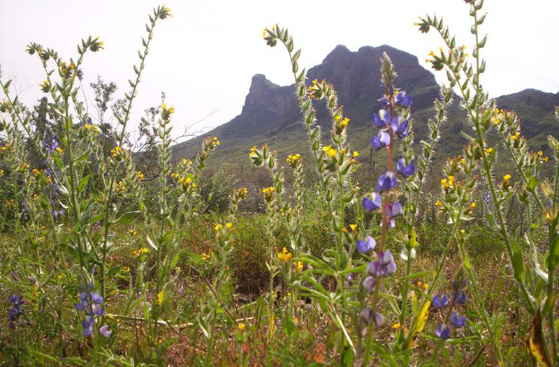 State Trust Land - Credit Diana Rhoades