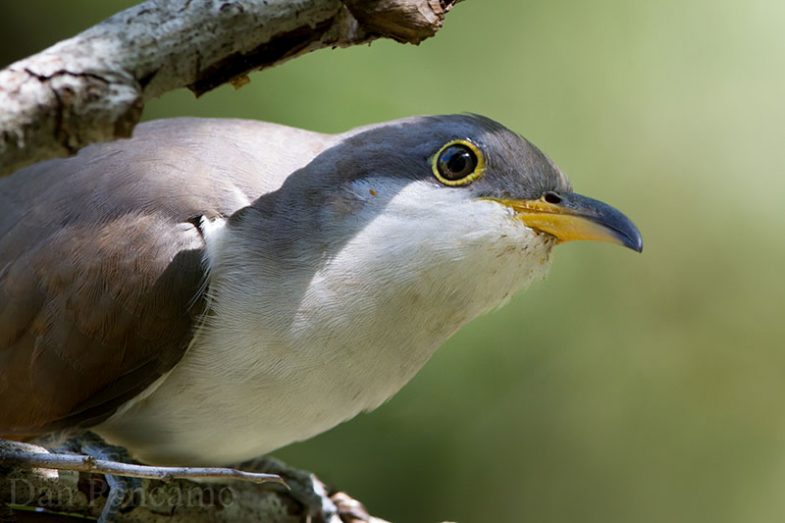 Yellow-billed Cuckoo
