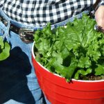 The Fish's Garden Lettuce