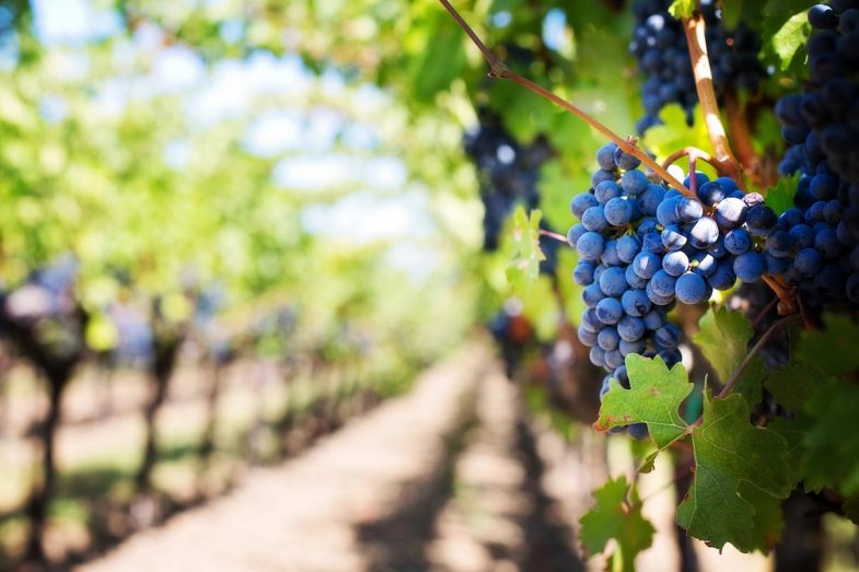 Promoting Community - grapes and vineyard
