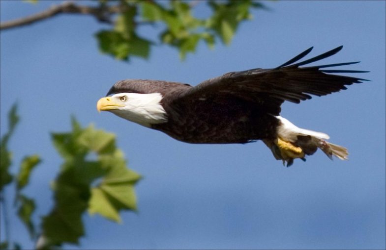 Restoring Habitat - bald eagle