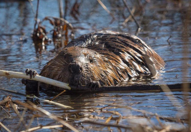 Sustaining Flows - American Beaver