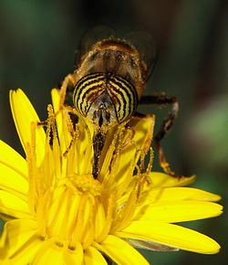 Bees are pollination champions