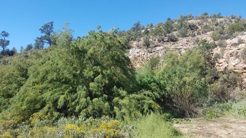 Blanco Tank Before 4 Before Tamarisk Removal