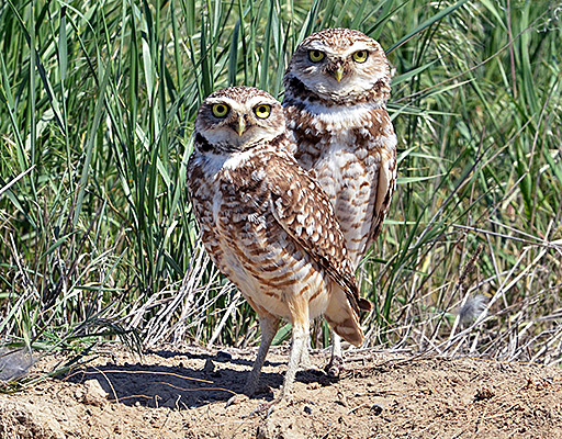 burrowing owls - US Fish & Wildlife Service