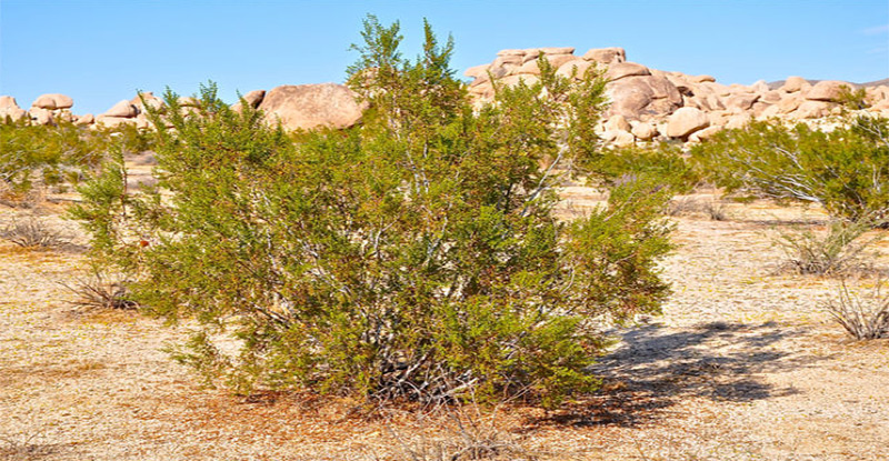 Creosote