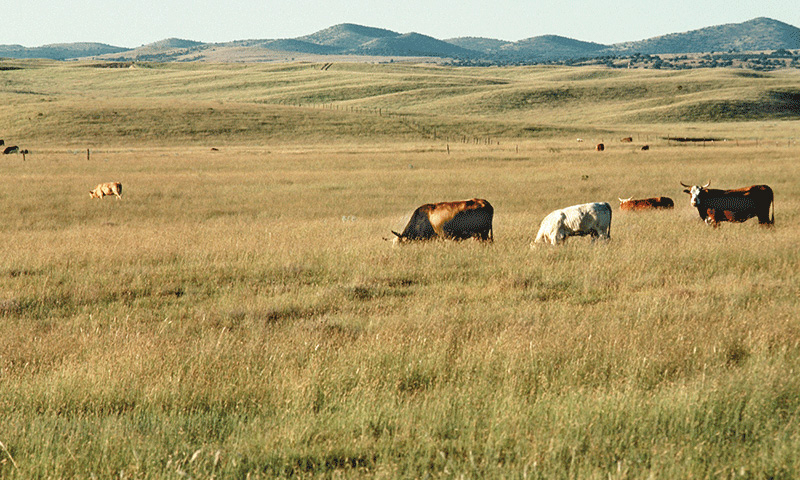 grazing cows NRCS Arizona