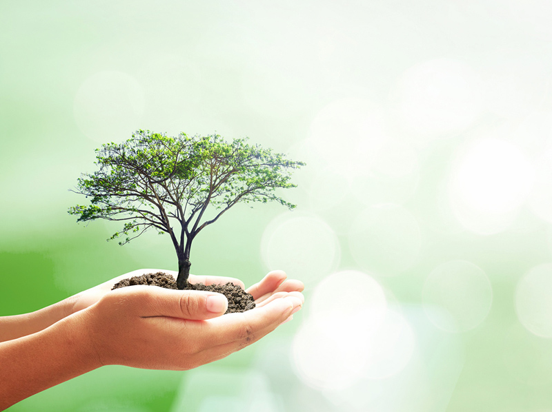 hands holding a tree
