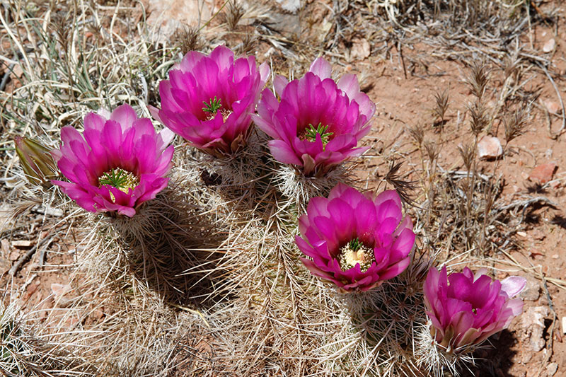 Hedgehog Cactus