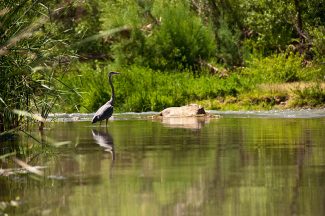 Blue Heron on the Verde River