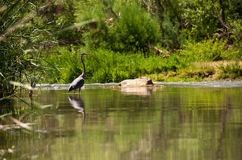 Blue Heron on the Verde River