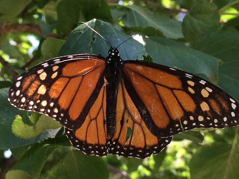 Monarch Butterfly Photo by Kate Watters