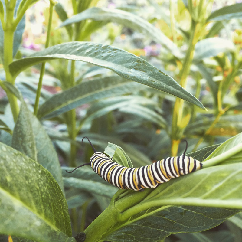 Monarch Larvae Photo by Kate Watters