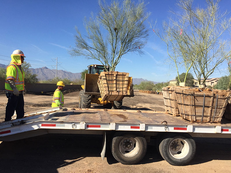 Native Plant Salvage
