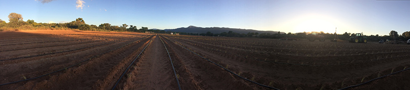 Newly planted field of native grass at Yavapai Apache Nation field