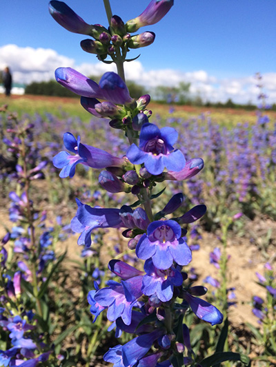 Penstemon Field Production Photo by Kate Watters