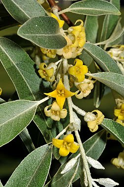 Russian Olive Flowering