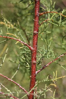 Tamarisk Branch