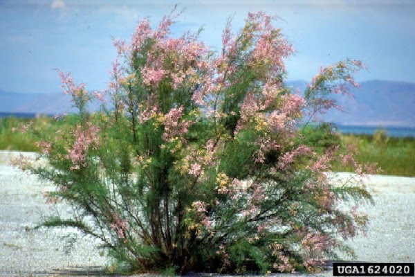 Flowering Tamarisk
