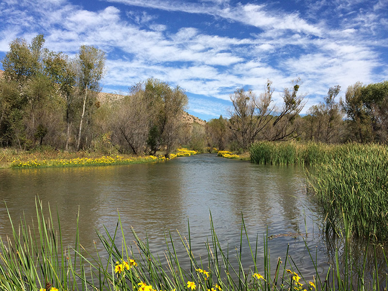 verde river yellow wild flowers
