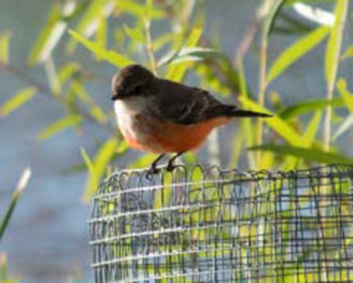 Female Vermillion Flycatcher - Max Castillo