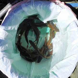 Young Gila Trout in bucket.