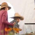 A child looks into an aquarium