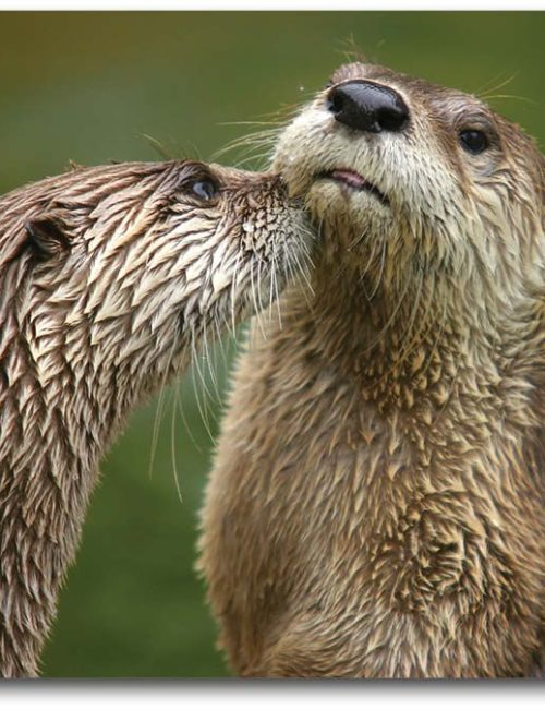 otters-kissing