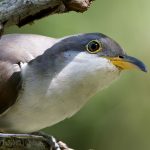 Yellow-billed Cuckoo
