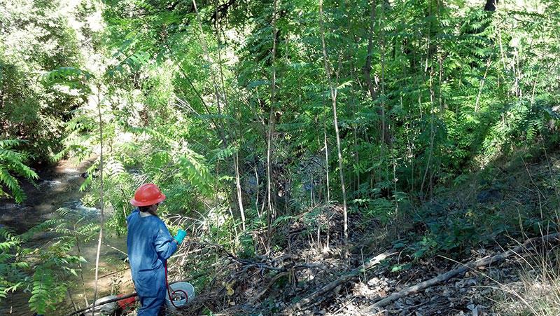 Conservation Crew Member with Tree of Heaven