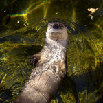 Otter Spotting